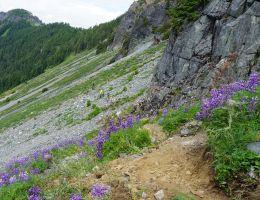 wild flowers